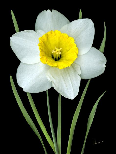 White Daffodils | Yellow flower art, Daffodils, Amazing flowers