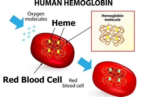 Hemoglobin H disease causes, symptoms, diagnosis & treatment