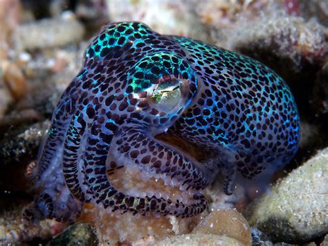 He looks so cool. | Fauna marina, Peces de mar, Animales del oceano