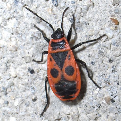 Red and black bug - Pyrrhocoris apterus - BugGuide.Net