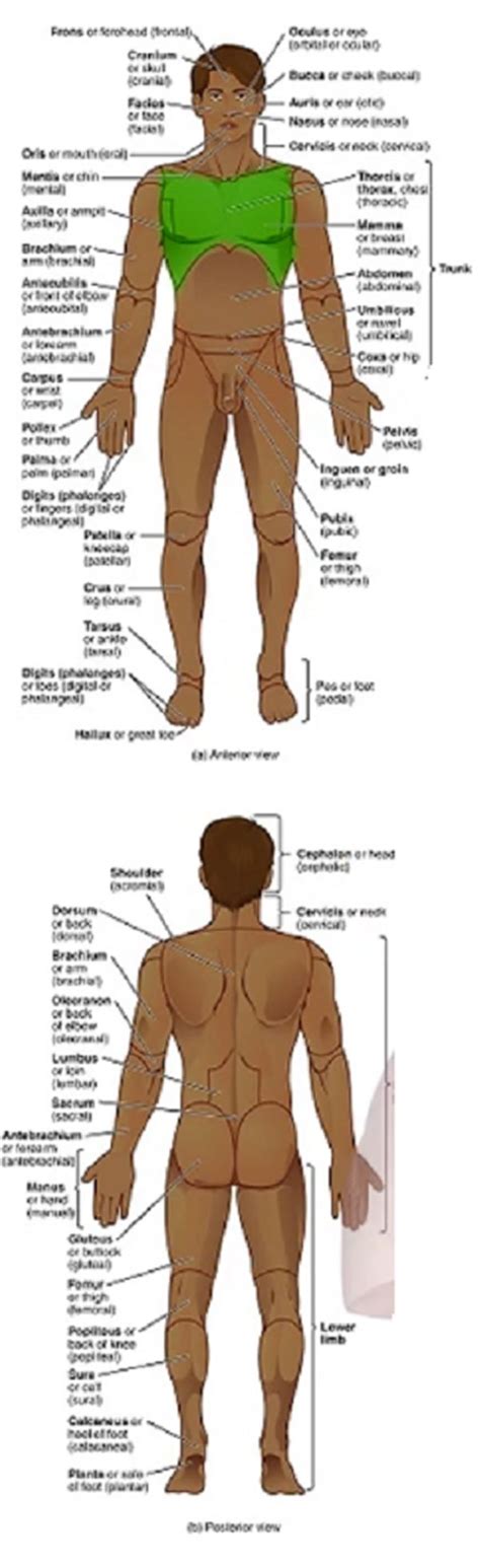 Anatomical Regions Of The Body Diagram