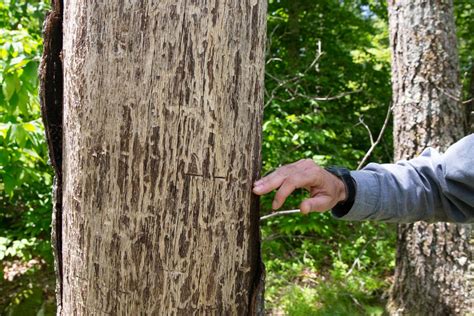 Gypsy Moths On The Decline — For Now — But Damage Is Already Done | WBUR News