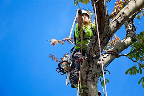 Royalty Free Tree Cutting Pictures, Images and Stock Photos - iStock