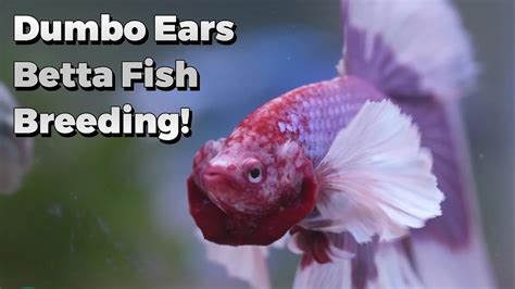 Dumbo Ears Betta Fish Breeding: Witnessing The Beauty! - YouTube