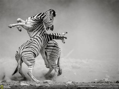 Zebras fighting | Zebra, Dramatic photos, Nature photographs