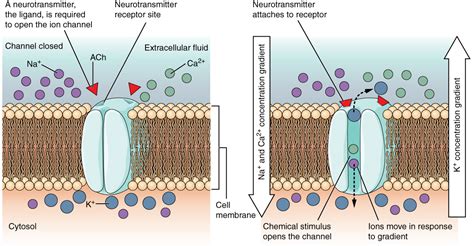 These two diagrams each show a channel protein embedded in the cell membrane. In the left ...