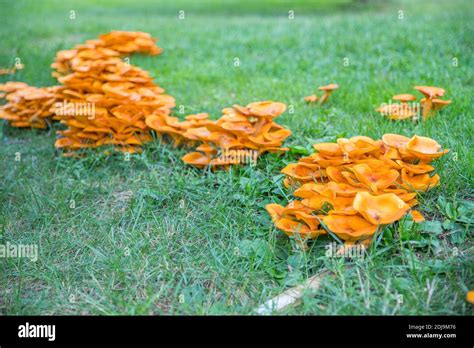 Omphalotus olearius.Bright orange poisonous mushroom, fungus. Bioluminescent. Beautiful ...