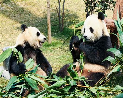 Animals That Eat Bamboo! (7 Examples + Pictures) - Animal Quarters