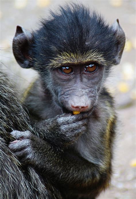 baboon baby | Smithsonian Photo Contest | Smithsonian Magazine