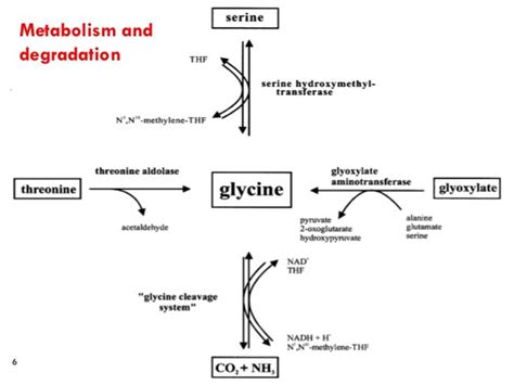 Glycine and Serine Amino acid