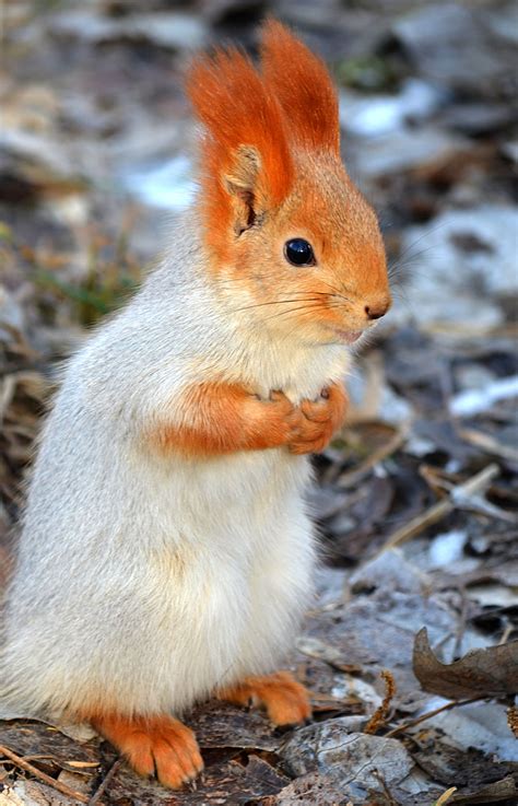 Abert's squirrel (or tassel-eared squirrel) (Sciurus aberti). Nature ...