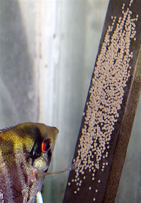 Angelfish Breeding Slate for sale – Angels Plus