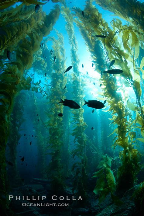 Spectacular kelp forest and sunbeams, Catalina Island, Macrocystis ...