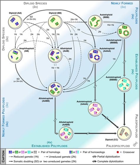 Polyploidy In Plants