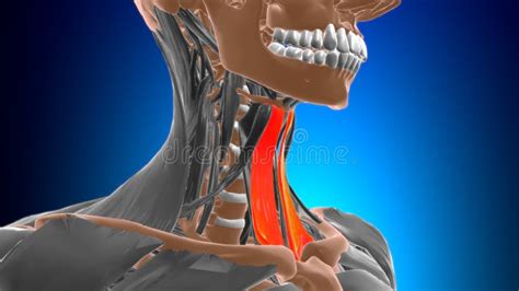 Sternohyoid Muscle Anatomy for Medical Concept 3D Stock Illustration ...