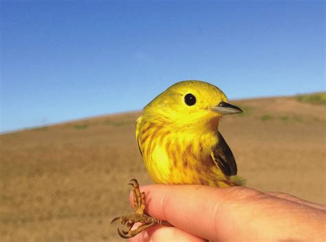 The wide breeding range of the yellow warbler (Setophaga petechia),... | Download Scientific Diagram