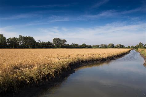 Golden paddy rice field ready for harvest 9585140 Stock Photo at Vecteezy