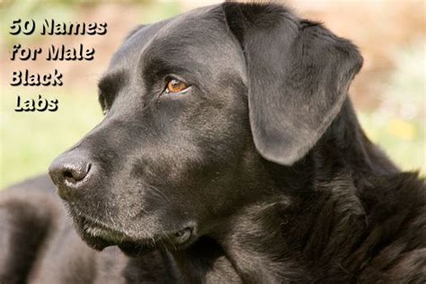 50 Names for Black Lab Male Dogs | Black labrador retriever, Labrador ...