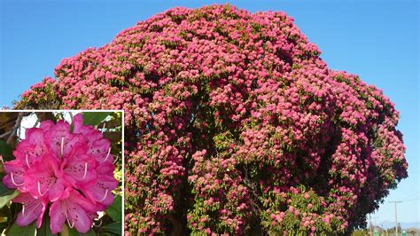 Rhododendron arboreum – Karin's Garden