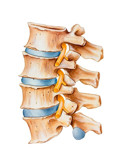 Spine Disc Anatomy