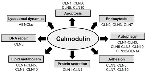 Calmodulin regulates a variety of cellular processes. In two ...