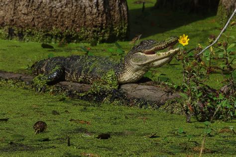 tales from the Drivers' seat: Louisiana swamp critters...