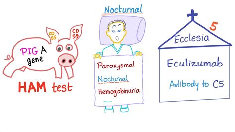 Paroxysmal Nocturnal Hemoglobinuria (PNH) Mnemonic! - YouTube