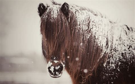 🔥 [50+] Horse in Snow Wallpapers Desktop | WallpaperSafari