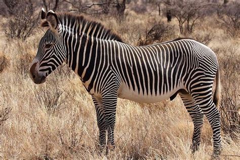 Who Knew? 5 Amazing Zebra Facts | Lion World Travel