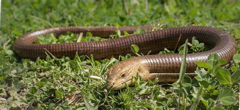 European Legless Lizard Care - Information, Enclosure, Diet & Health - Pets With Scales