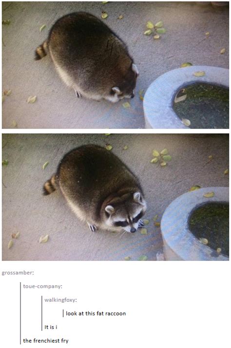 He is so fat he's cute | Animals | Know Your Meme