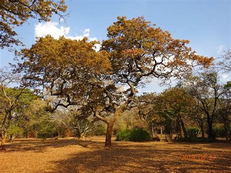 National Botanical Gardens (Harare) - 2020 All You Need to Know Before You Go (with Photos ...