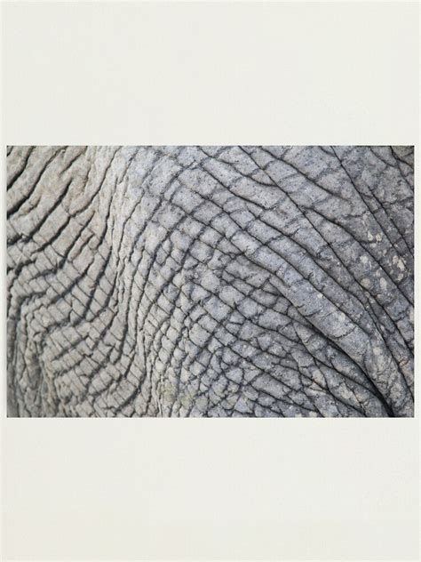 "Elephant Skin - Natural Patterns and Textures" Photographic Print for Sale by LivingWild ...