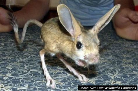 Mouse + Kangaroo = ?… | Ugly animals, Scary animals, Weird animals