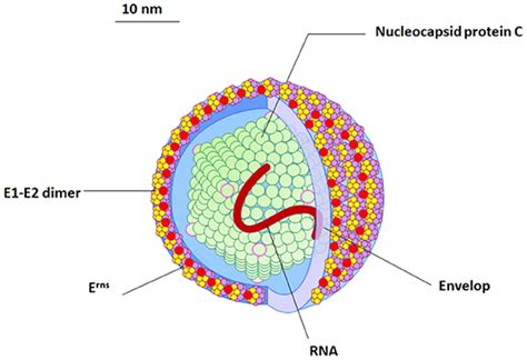 Viral Diarrhea