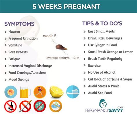 Average Pregnancy Symptoms 5 Weeks - pregnancysymptoms