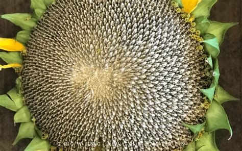 How to Grow, Harvest, and Roast Edible Sunflower Seeds - Growing In The ...