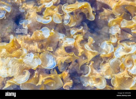 Padina australis Hauck or Padina pavonica brown algae in the shallow ...