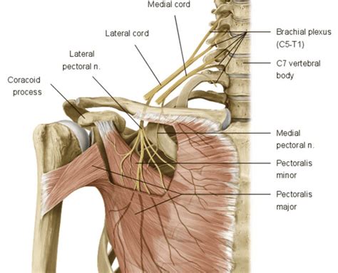 Nerves of the Upper Limb Flashcards - Easy Notecards