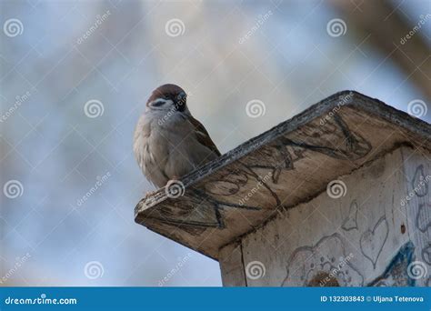 Sparrow on a Nesting Box stock image. Image of beautiful - 132303843