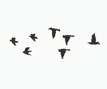 Animated Birds Flying In The Sky