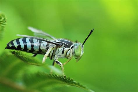 Solitary Bees: What they are and how to help them | by Ashley Coates | Medium