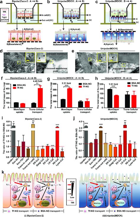 Tf modification led to a complete transport flow for nanogranules... | Download Scientific Diagram