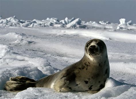 Natalia Levis-Fox and Fast Solutions: Greenland: Seals Kids