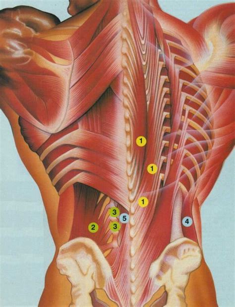 Extensors: 1) Erector Spinae Group; Lateral Flexors: 2) Quadratus Lumborum, 3 ...