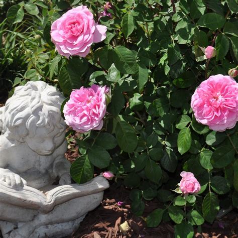 Pruning Specific Types of Roses | McCabe's Landscape