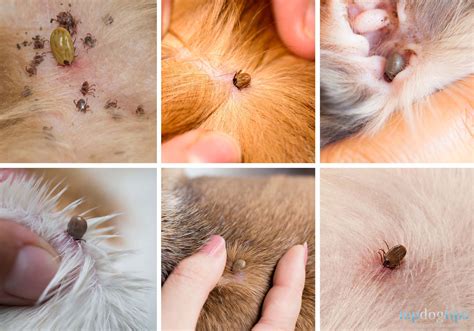 What Does a Tick Look Like on a Dog? – Top Dog Tips