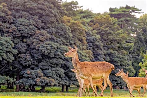 40+ Hangul Deer Stock Photos, Pictures & Royalty-Free Images - iStock