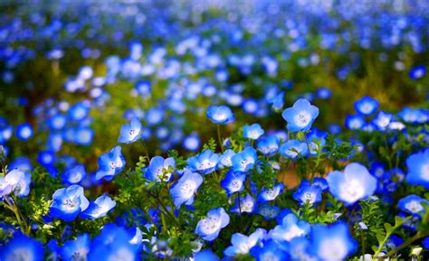 Blue Flowers Cute | Zoom Wallpapers