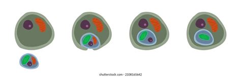 37 Photosynthetic Organelles Images, Stock Photos, 3D objects, & Vectors | Shutterstock